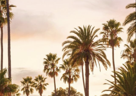 Palm trees silhouetted against a warm sunset, tall trunks and leafy fronds sway gently in the breeze.