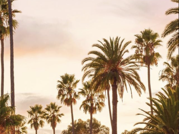 A sunny scene with tall palm trees lining a warm, pastel sky, creating a tranquil tropical vibe.